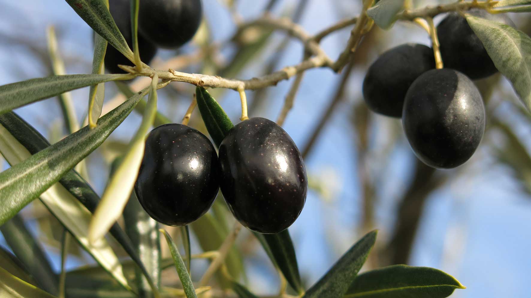 mirandela-olive-oil